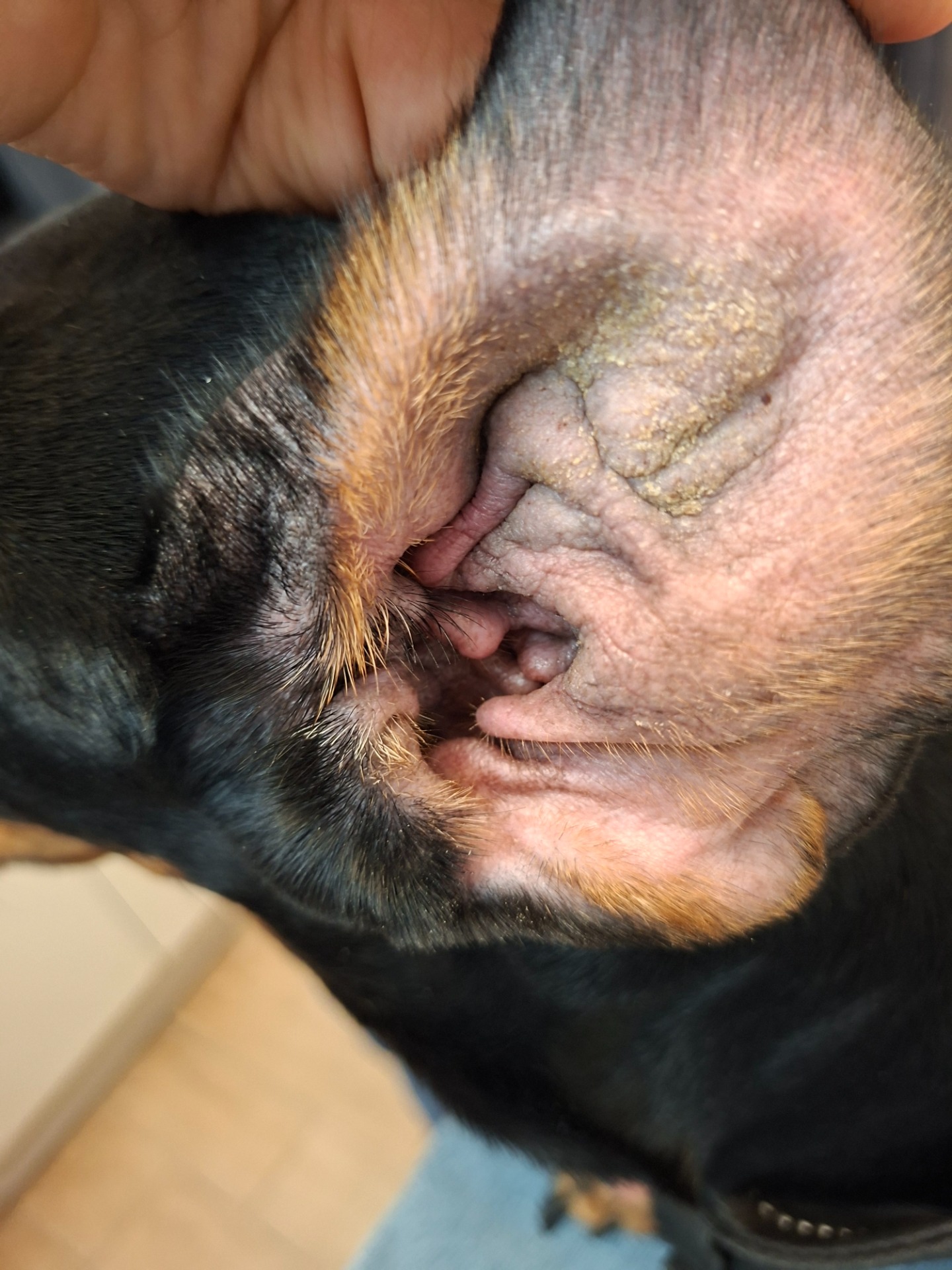 A viszkető fül hátterében sokszor allergiás bőrbetegség áll