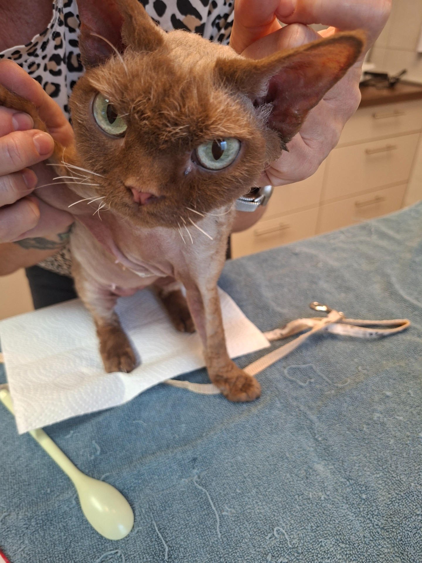 Devon rex macska Malassezia bőrgyulladással