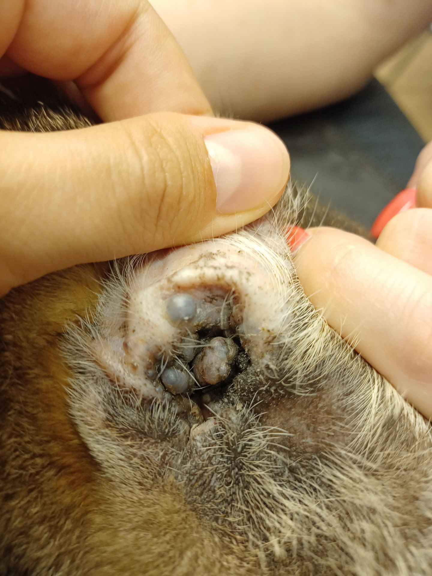 Ceruminosus cystomatosis súlyos formája